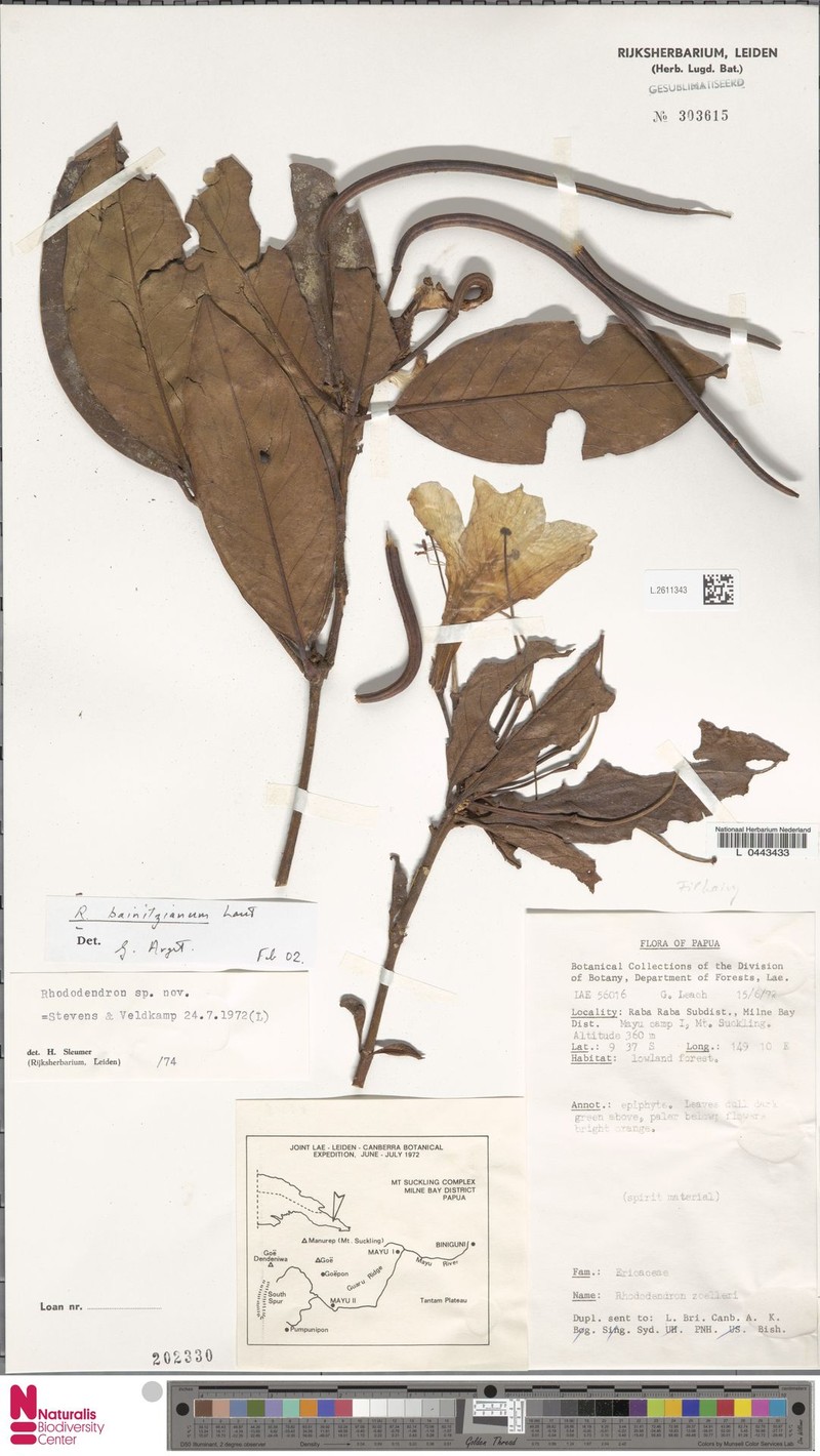 Rhododendron baenitzianum photo 3