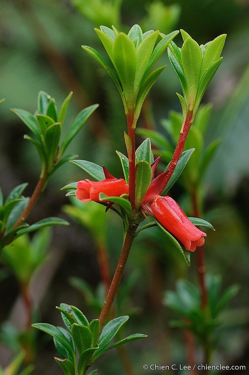 Rhododendron bagobonum