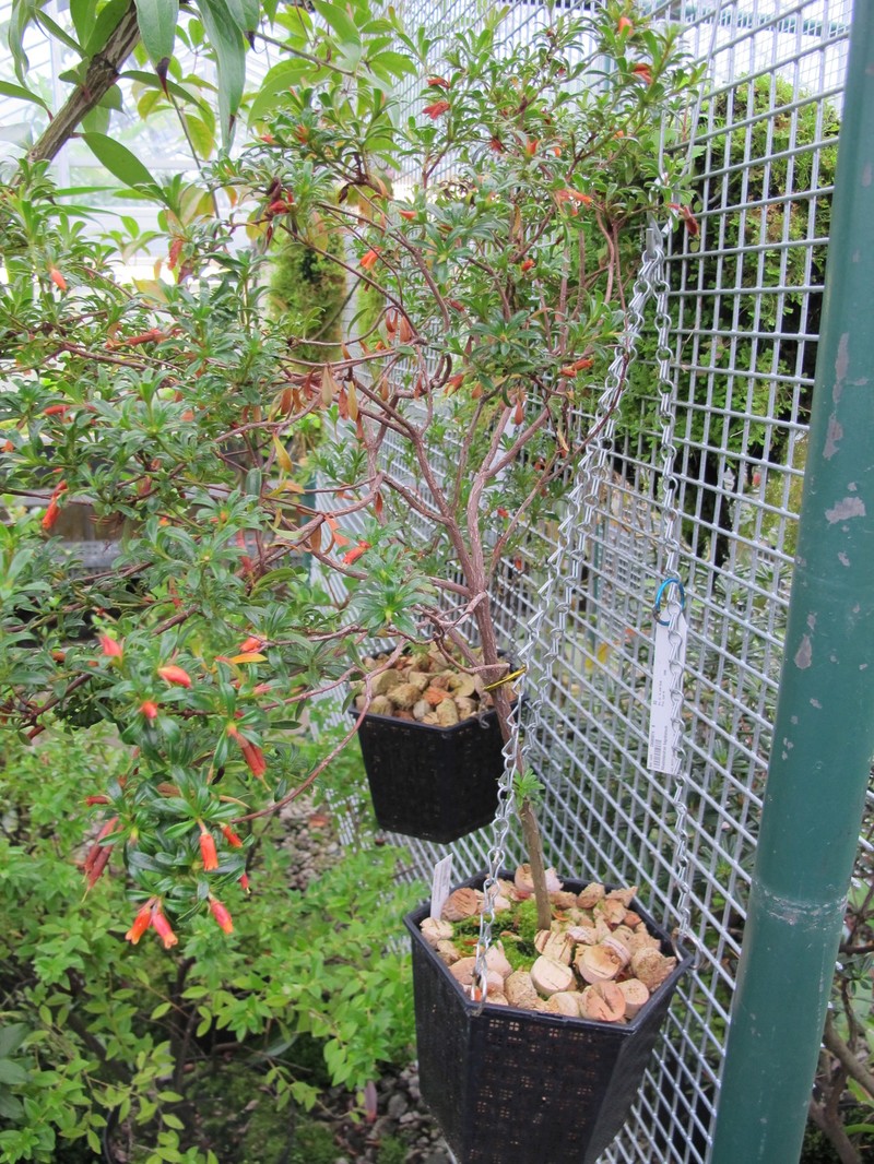 Rhododendron bagobonum photo 2