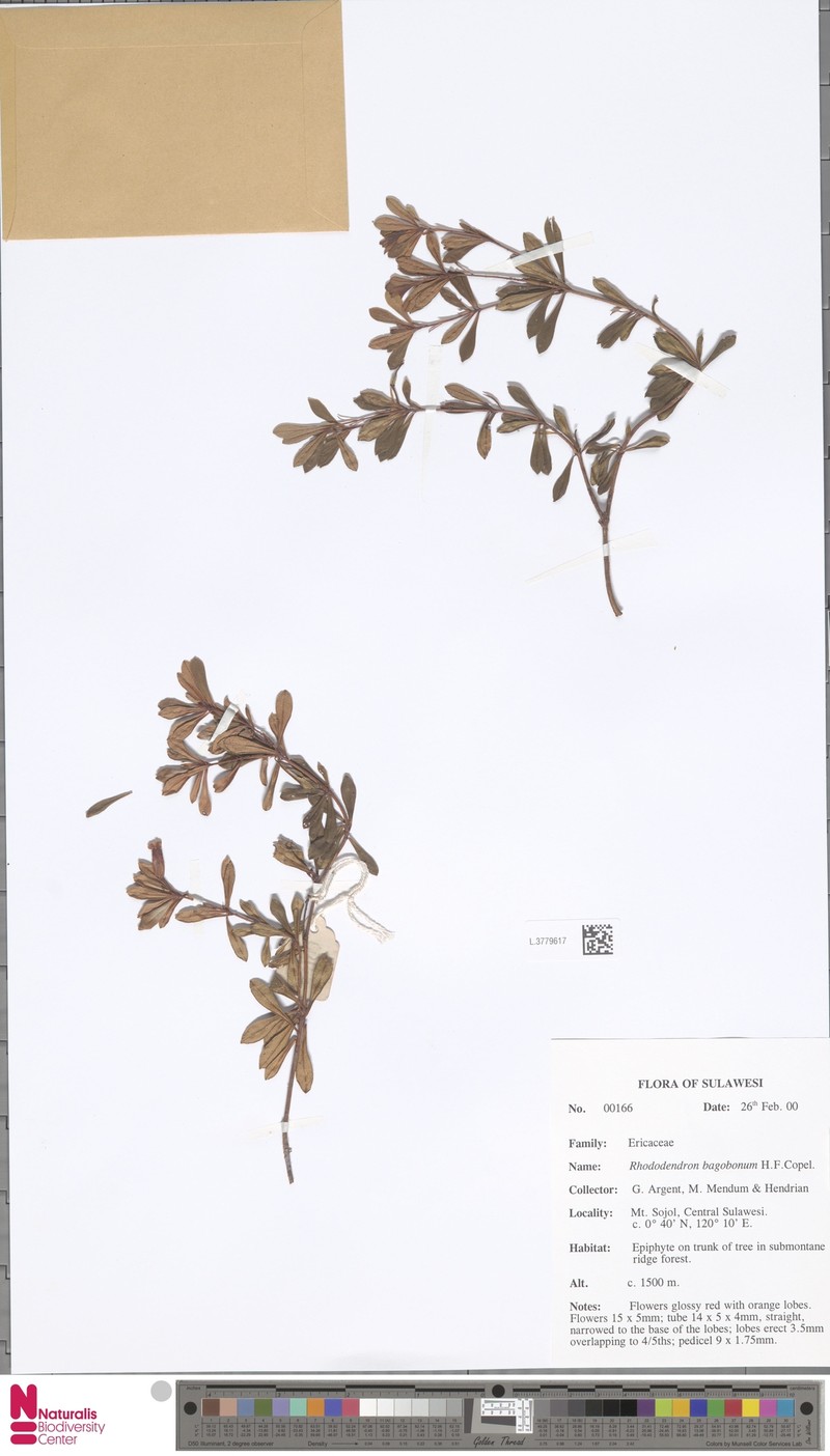 Rhododendron bagobonum photo 4