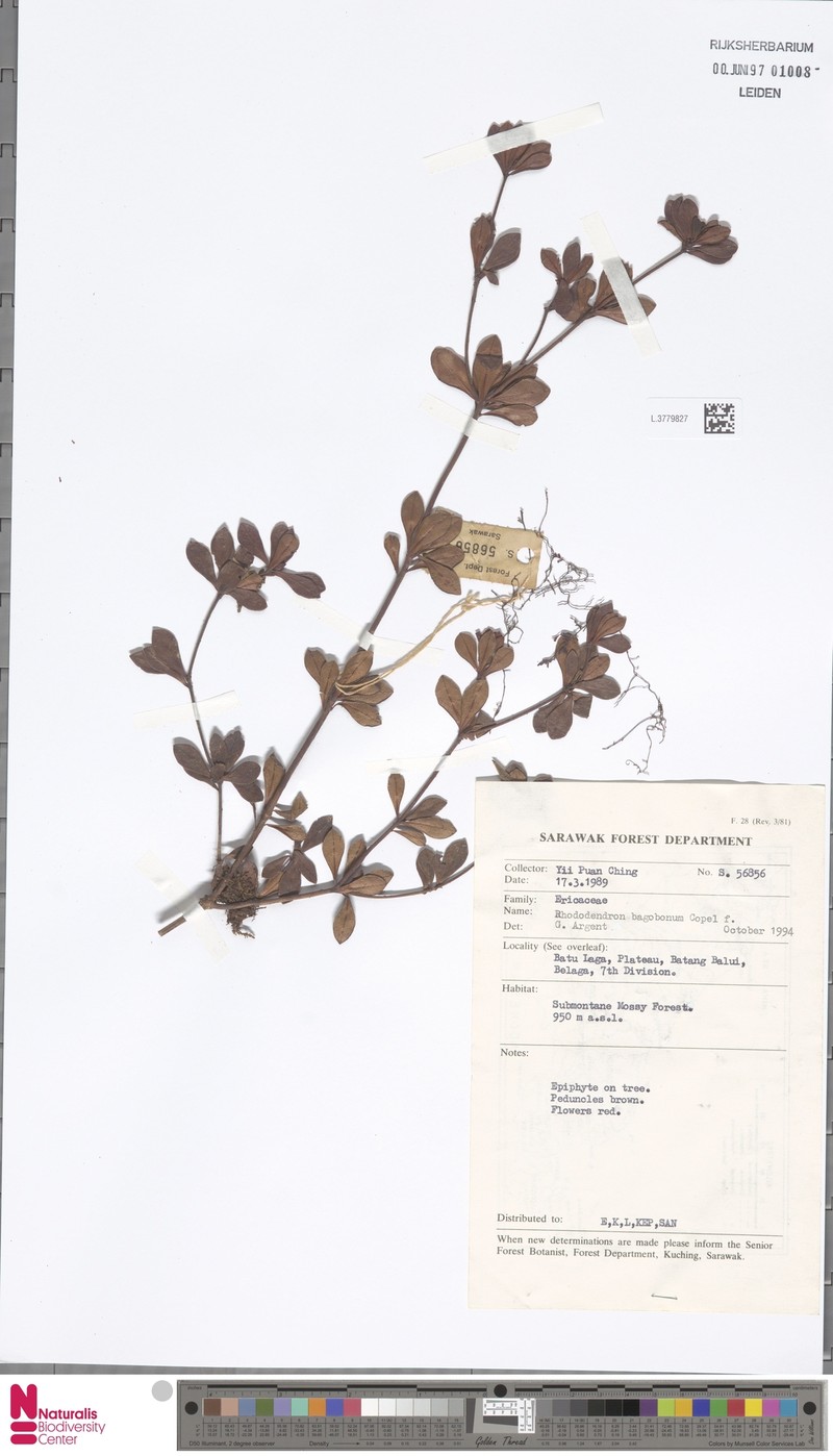 Rhododendron bagobonum photo 5