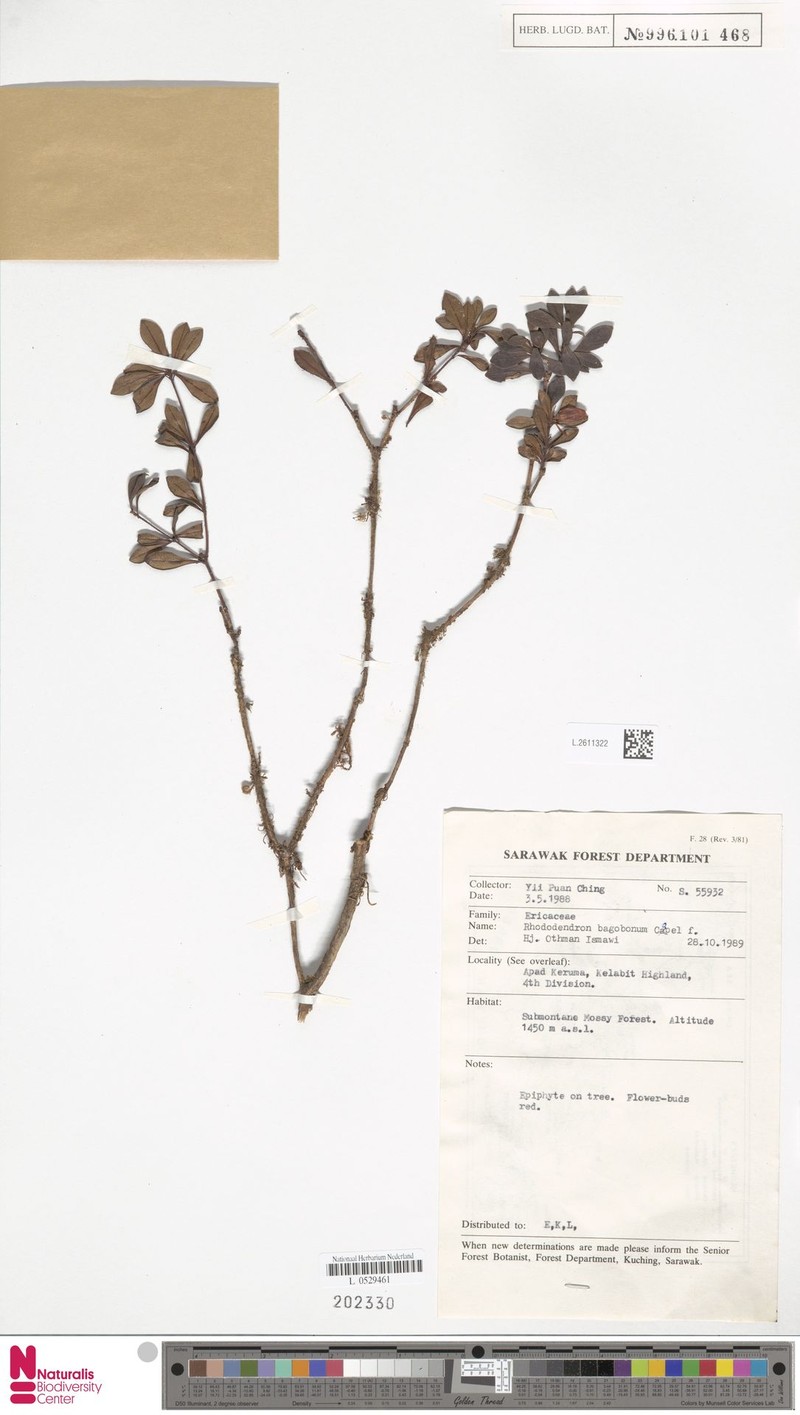 Rhododendron bagobonum photo 6