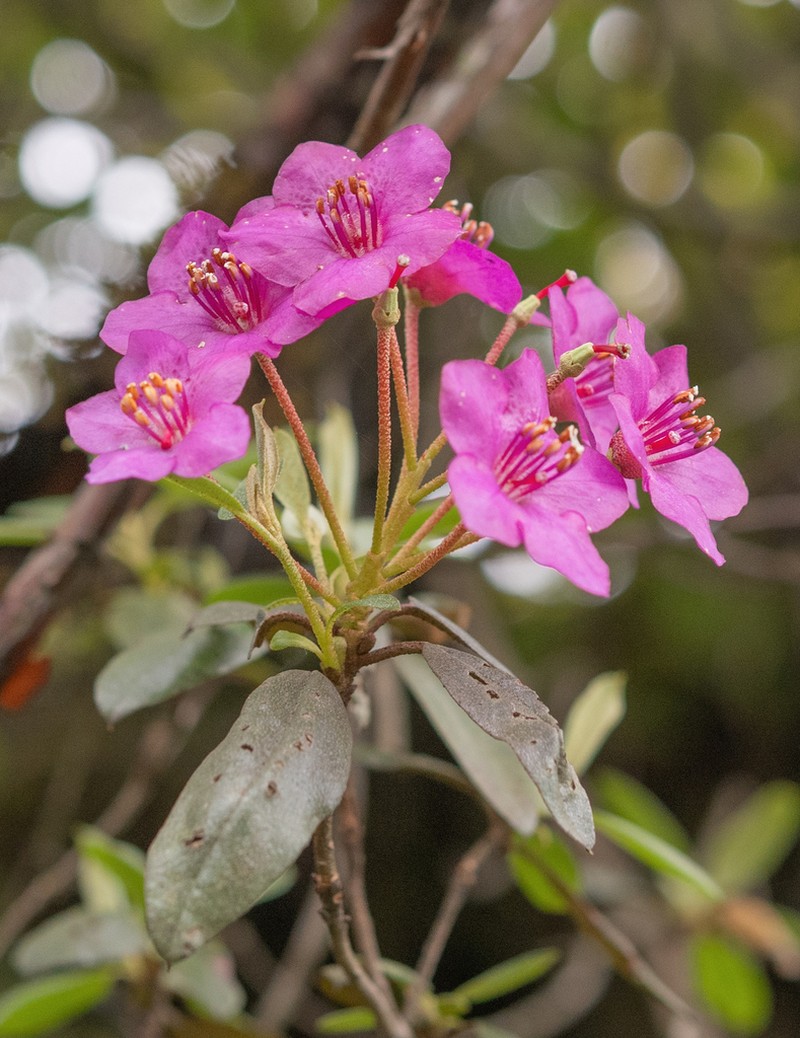 Rhododendron baileyi photo 3
