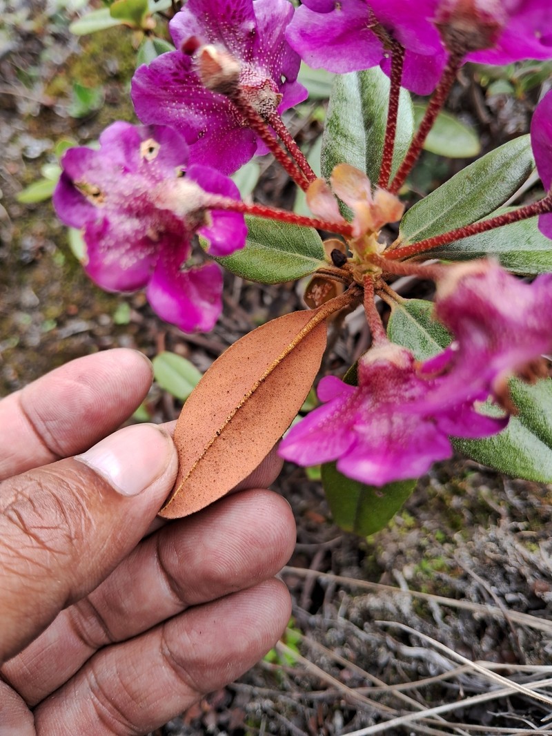 Rhododendron baileyi photo 4