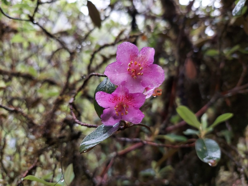 Rhododendron baileyi photo 5