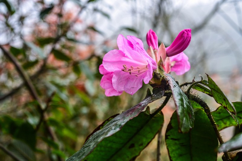 Rhododendron bailiense
