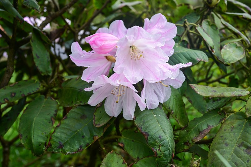 Rhododendron bailiense photo 2
