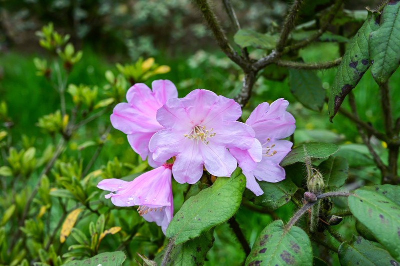 Rhododendron bailiense photo 3