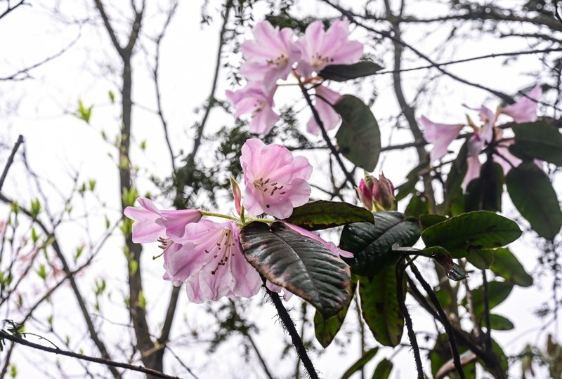 Rhododendron bailiense photo 4