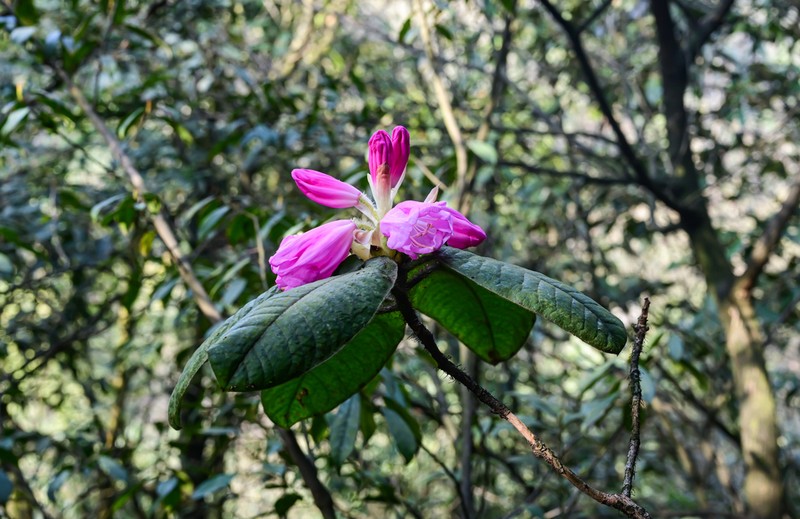 Rhododendron bailiense photo 5