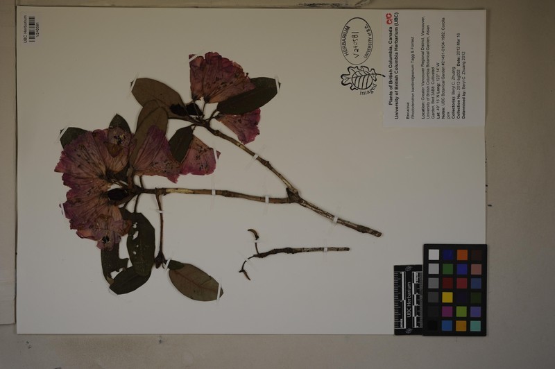 Rhododendron bainbridgeanum