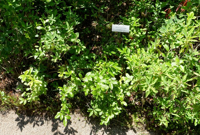 hybrid rhododendron photo 2