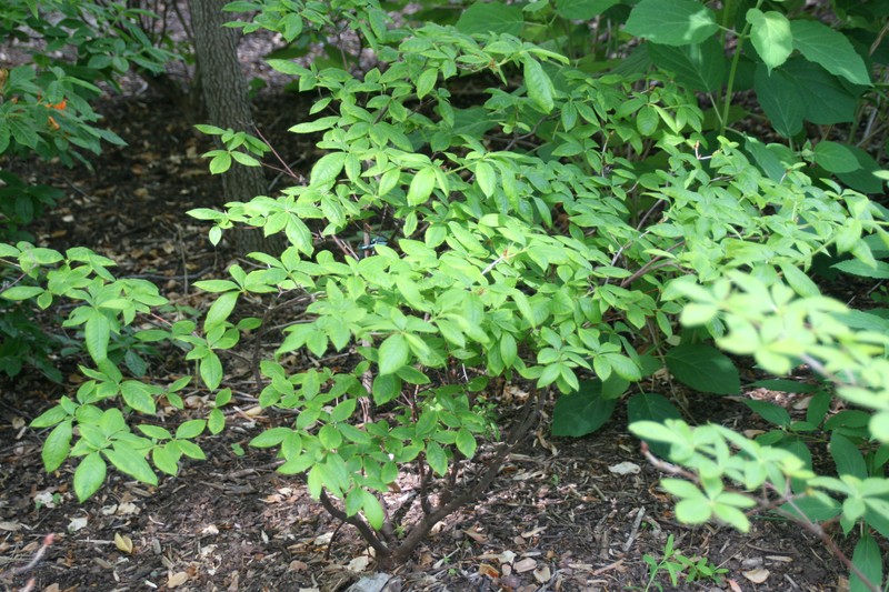 hybrid rhododendron photo 3