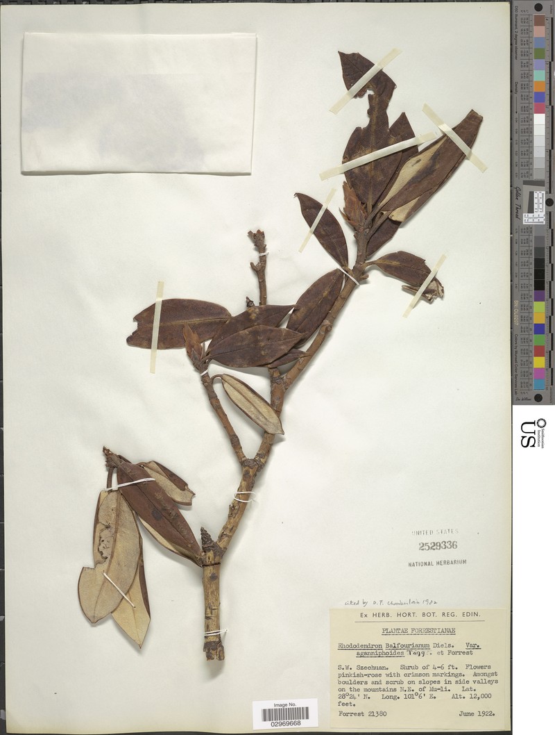 Rhododendron balfourianum