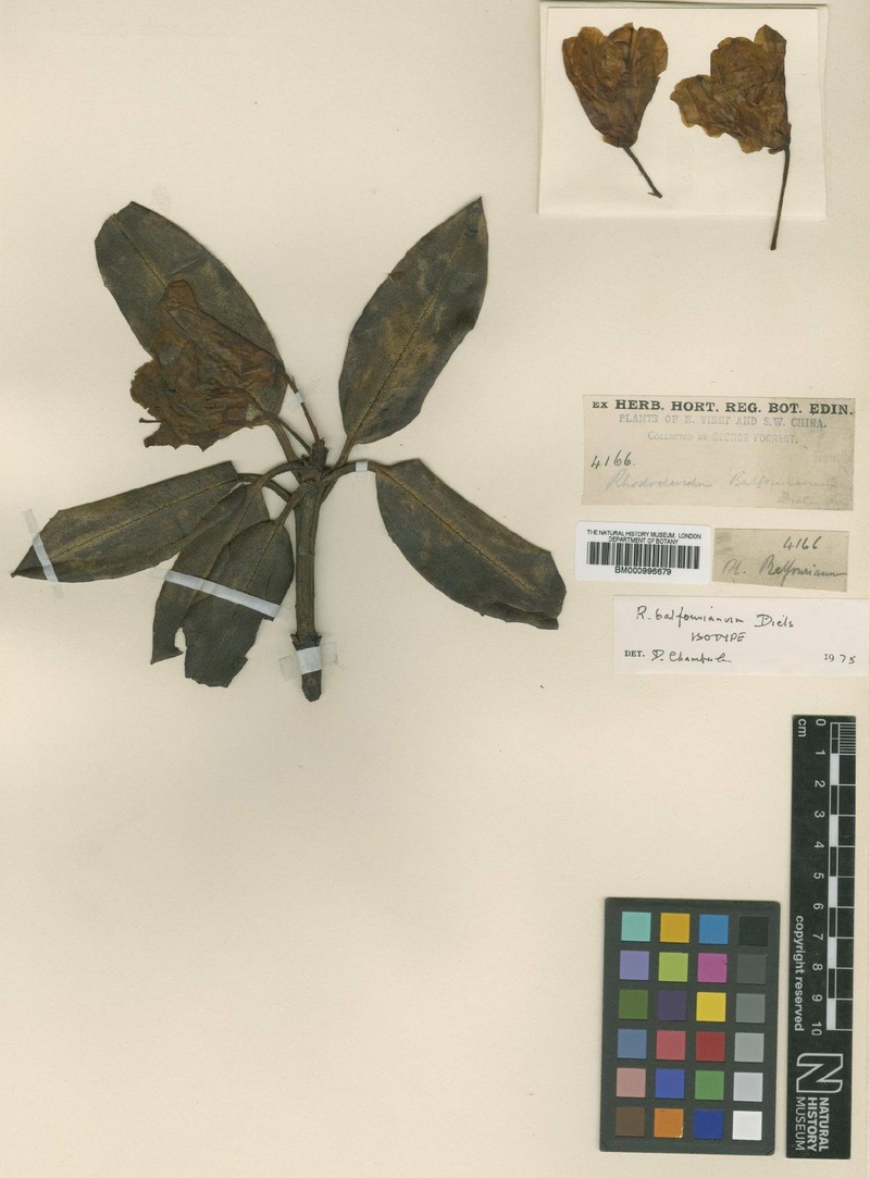 Rhododendron balfourianum photo 2