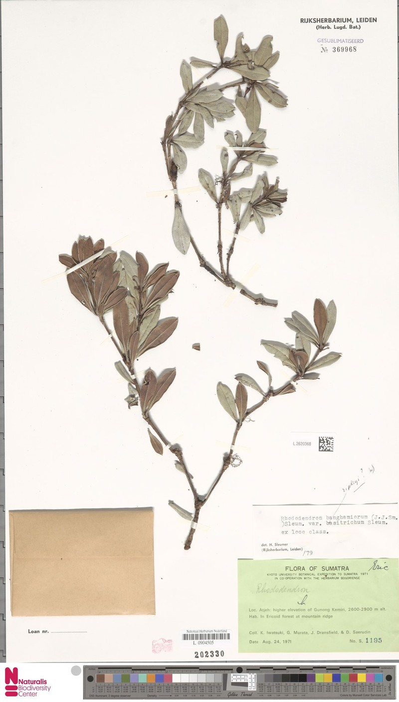Rhododendron banghamiorum