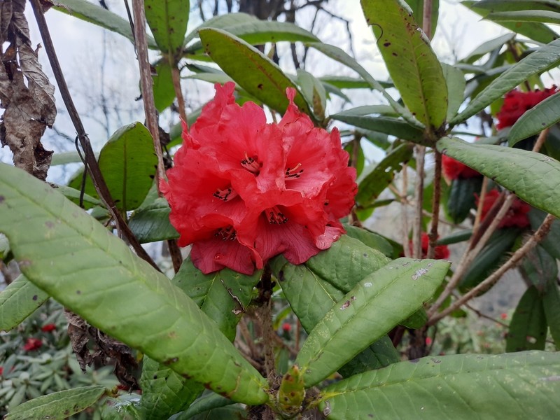 Rhododendron barbatum