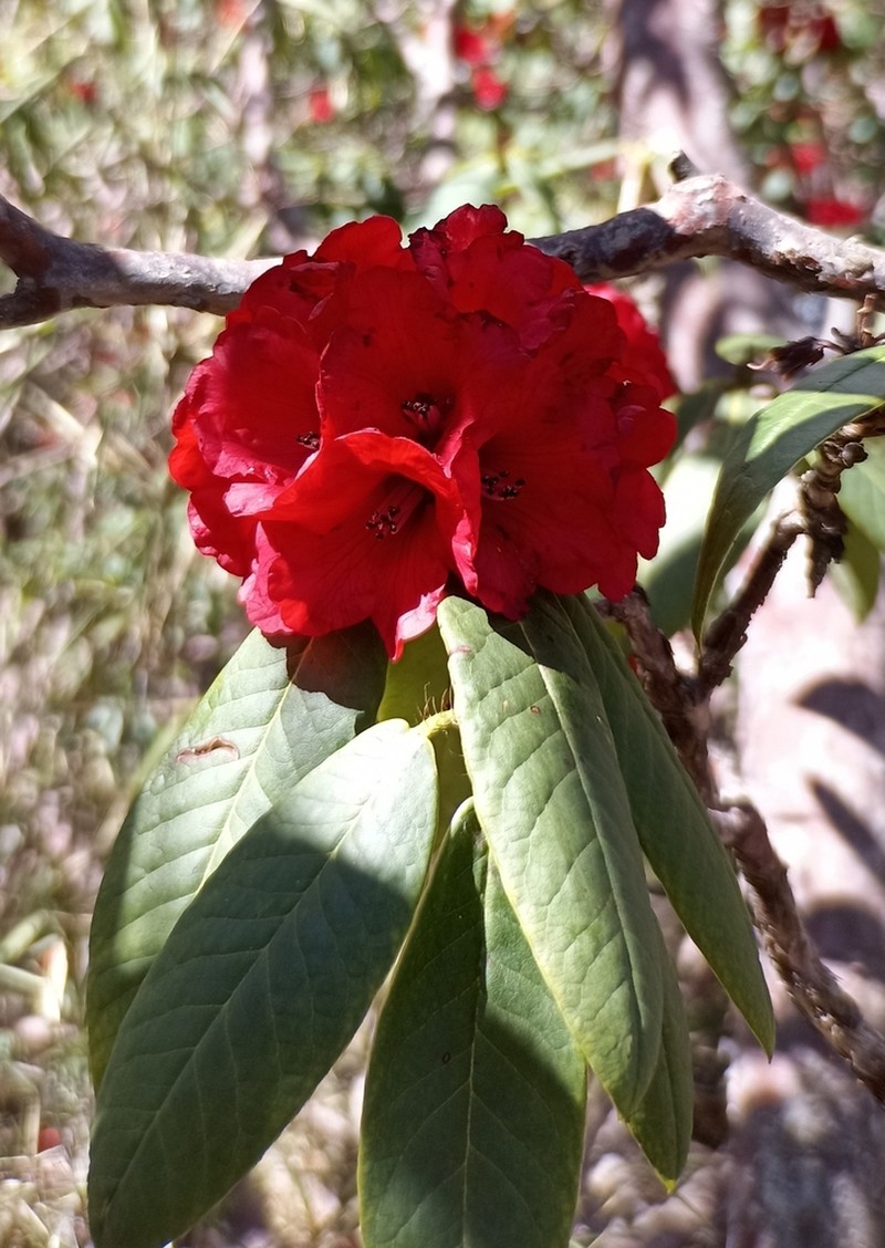Rhododendron barbatum photo 2