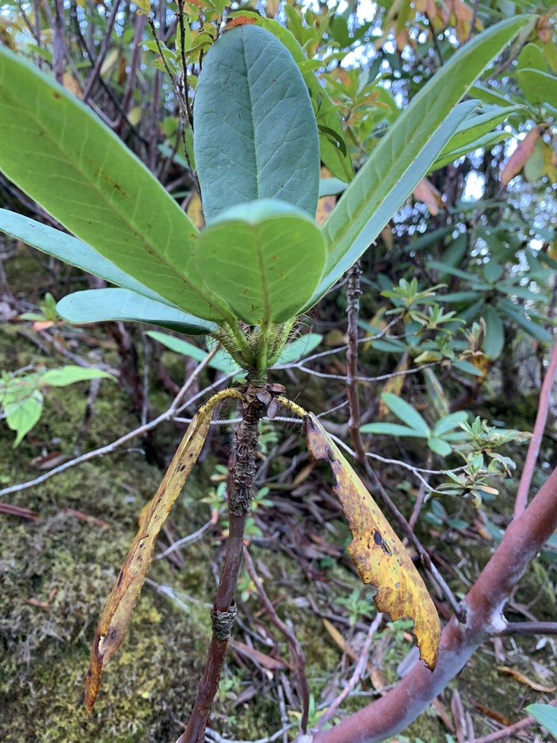 Rhododendron barbatum photo 3