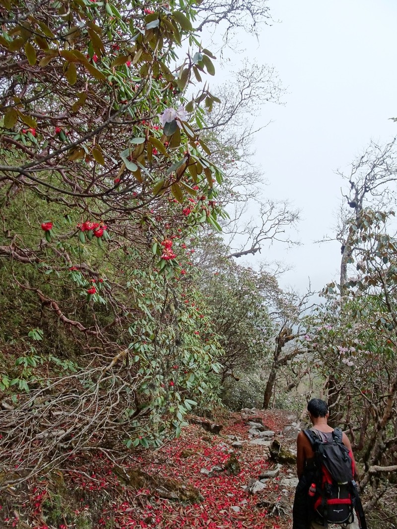 Rhododendron barbatum photo 4