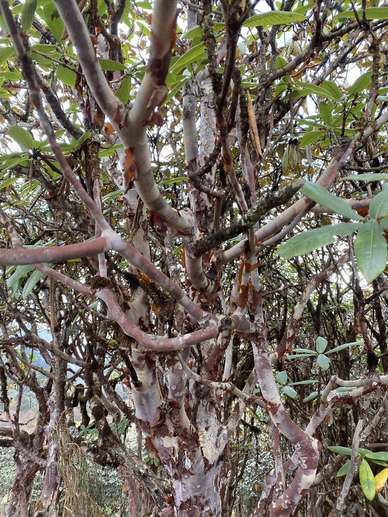 Rhododendron barbatum photo 5