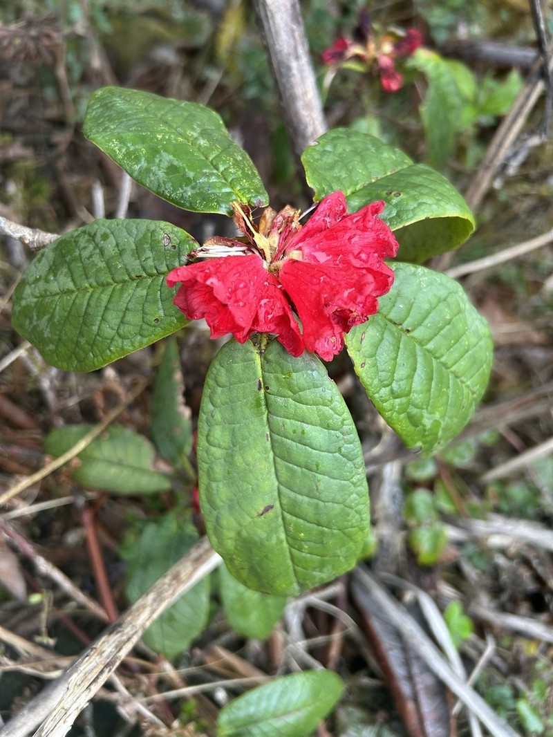 Rhododendron barbatum photo 6