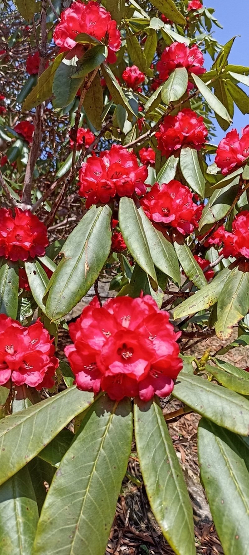 Rhododendron barbatum photo 7