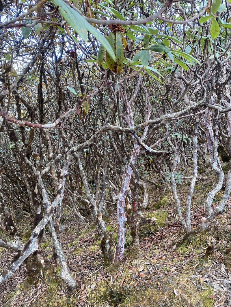 Rhododendron barbatum photo 8