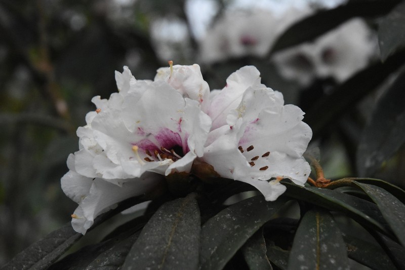 Rhododendron basilicum photo 2
