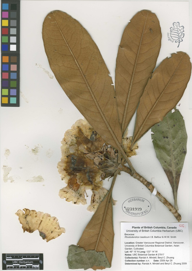 Rhododendron basilicum photo 3