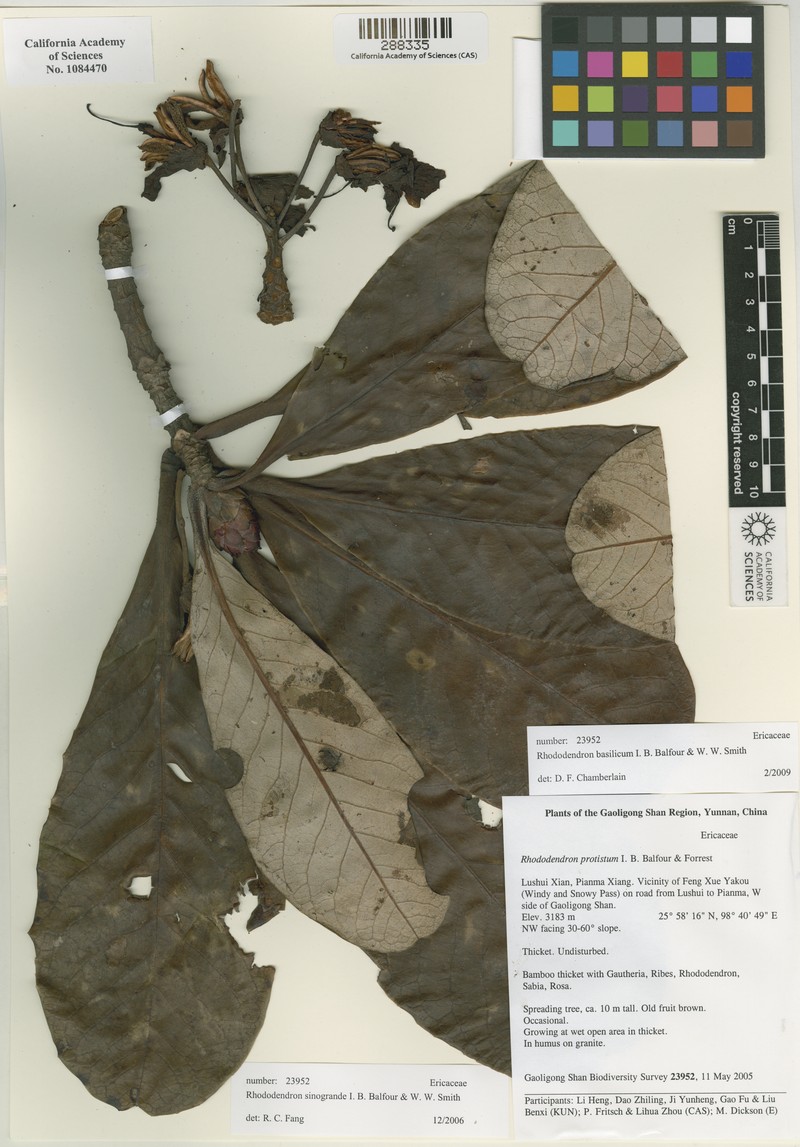 Rhododendron basilicum photo 4