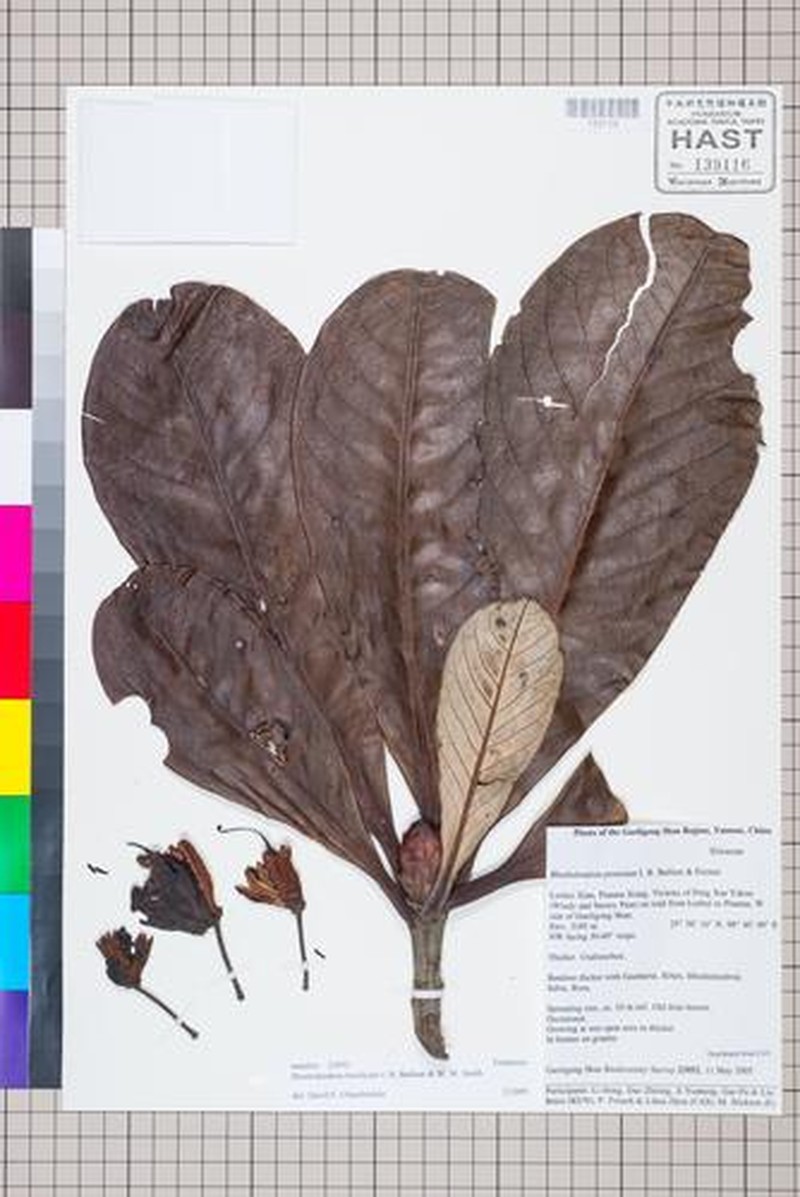 Rhododendron basilicum photo 5