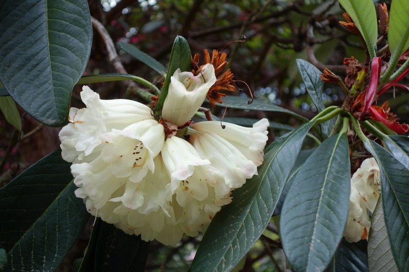Rhododendron basilicum