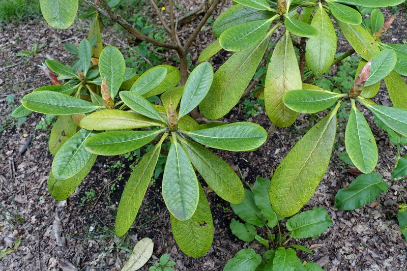 Rhododendron basilicum photo 6