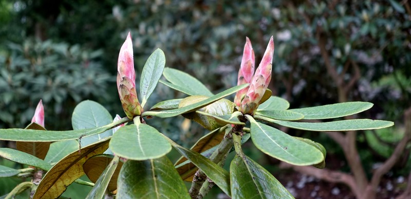 Rhododendron basilicum photo 7