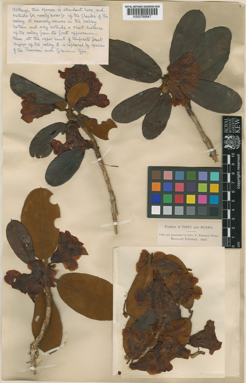 Rhododendron beanianum