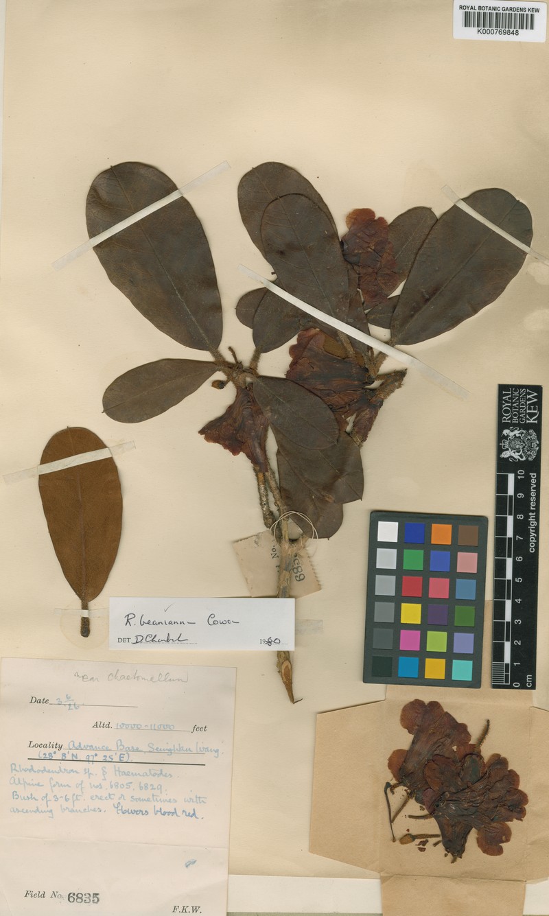 Rhododendron beanianum photo 2