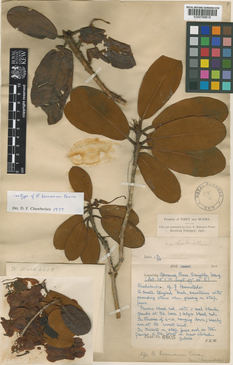 Rhododendron beanianum photo 3