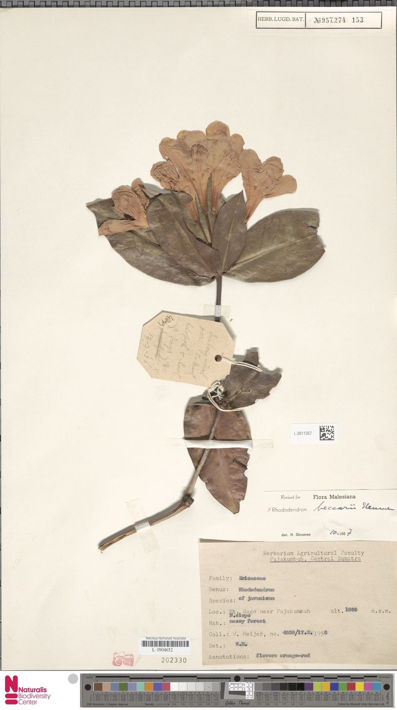 Rhododendron beccarii