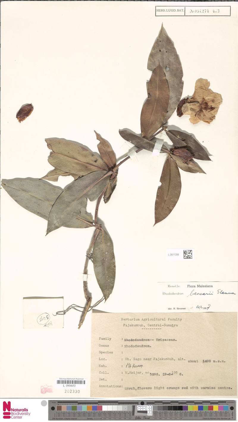 Rhododendron beccarii photo 2