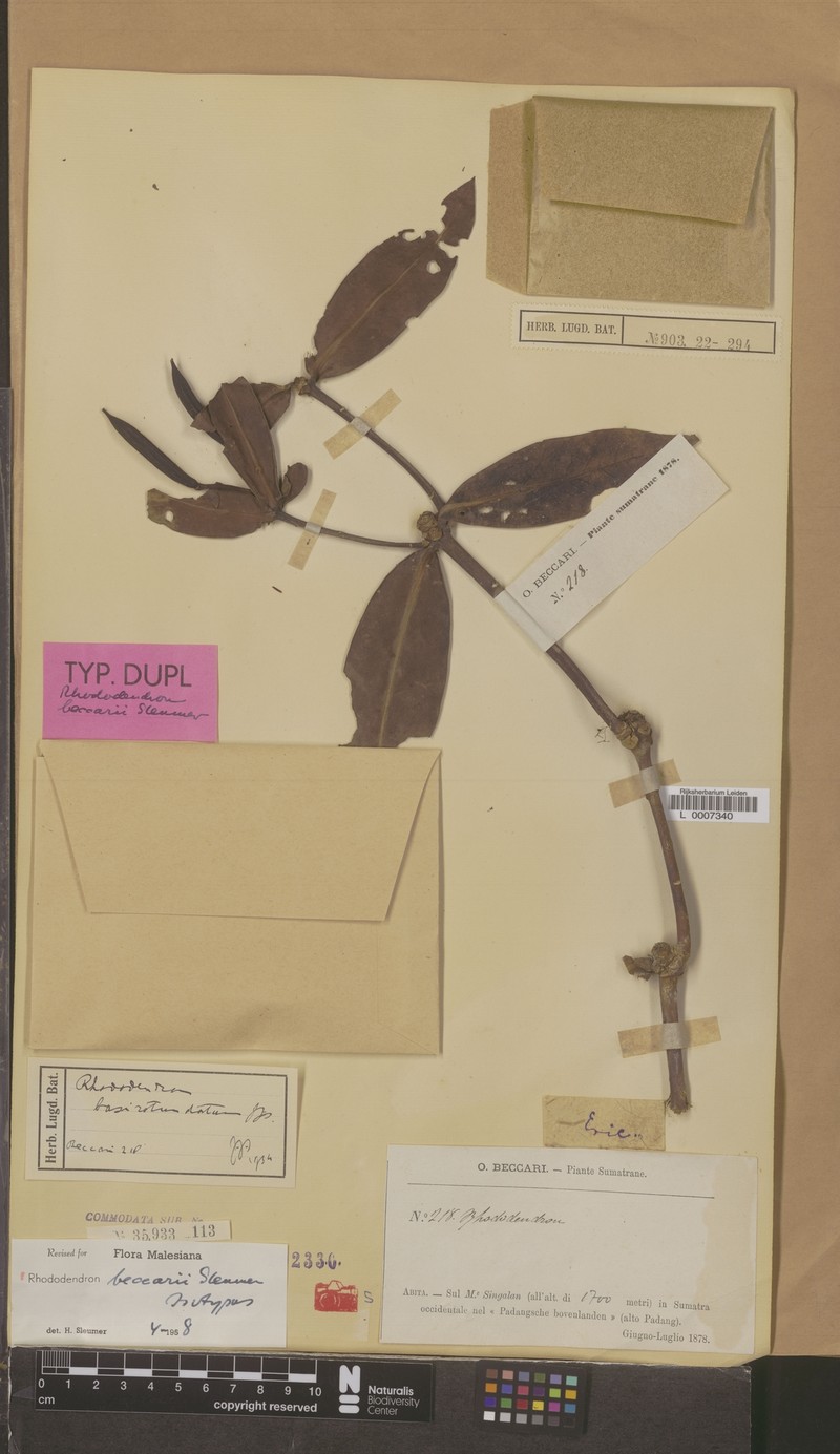 Rhododendron beccarii photo 4