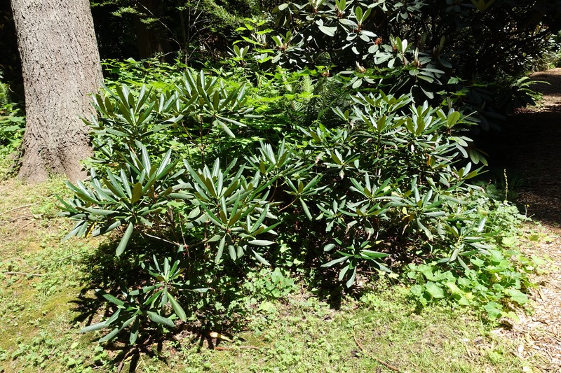 Rhododendron beesianum