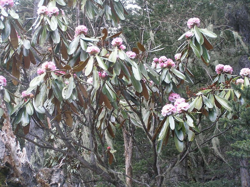 Rhododendron beesianum photo 2