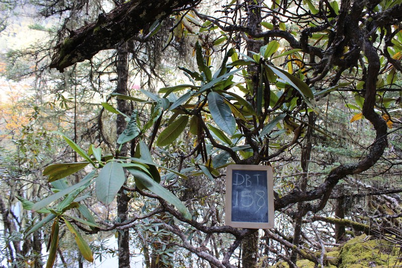 Rhododendron beesianum photo 3