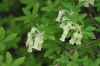 Rhododendron benhallii