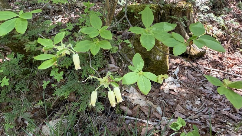 Rhododendron benhallii photo 3