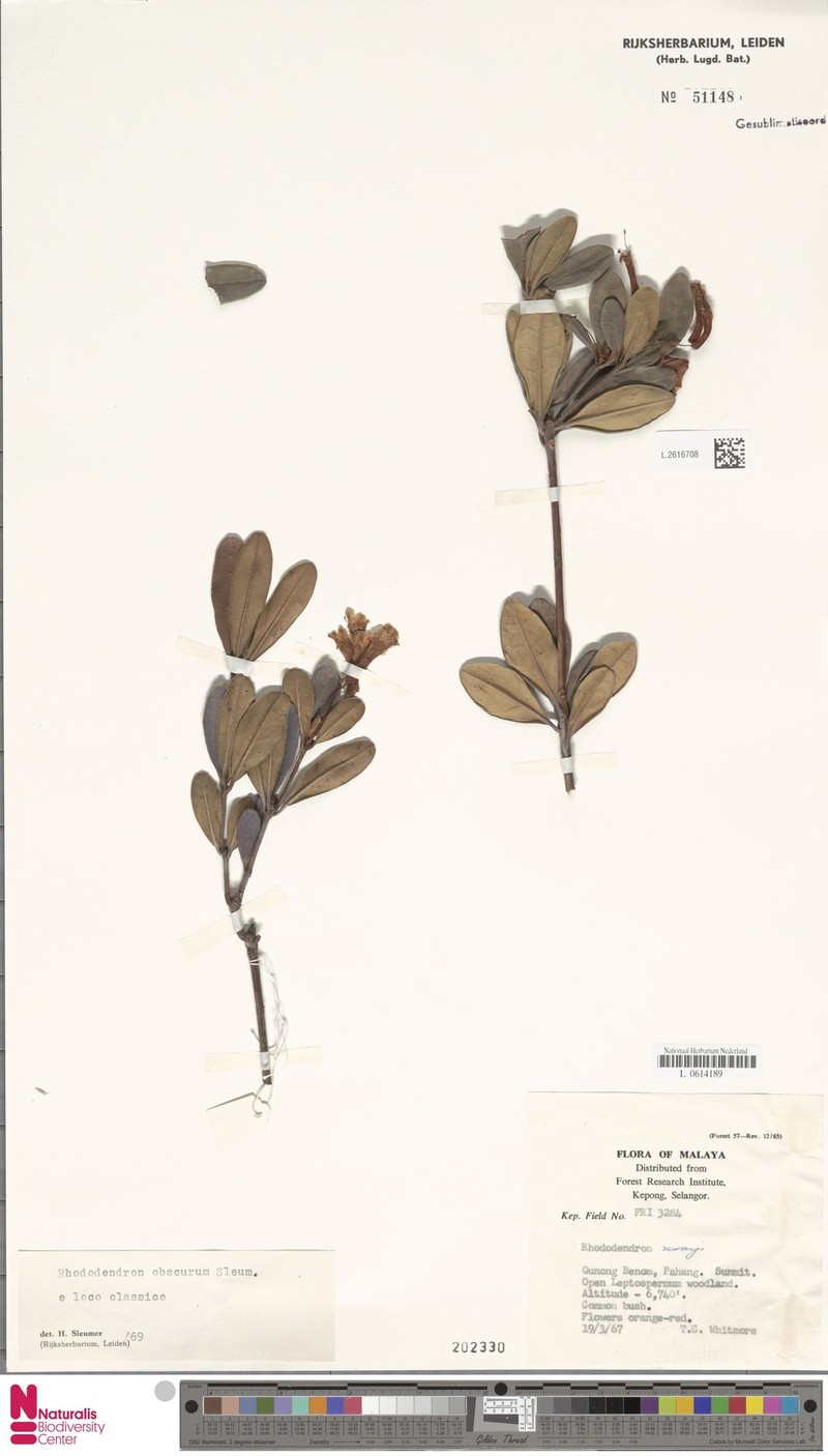 Rhododendron benomense