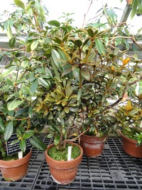 Rhododendron beyerinckianum