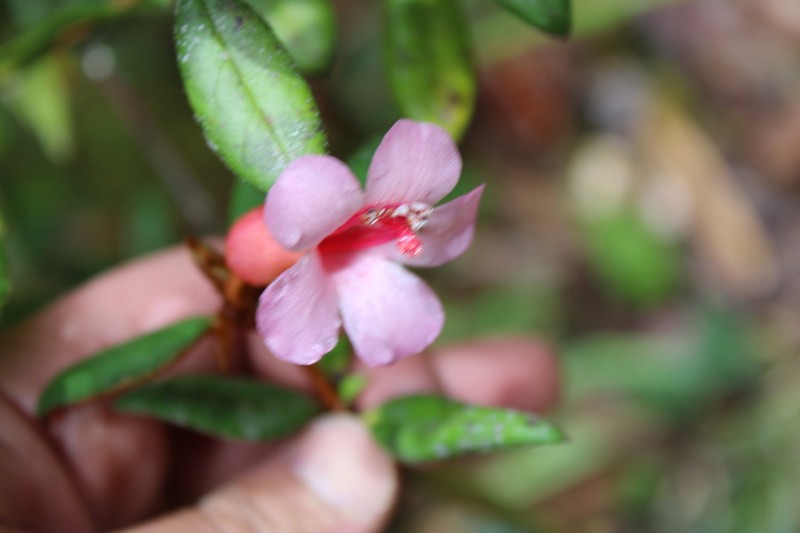 Rhododendron beyerinckianum photo 3