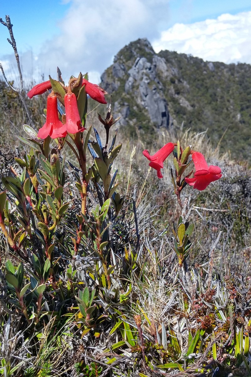 Rhododendron beyerinckianum photo 5